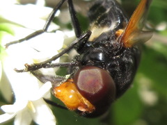 Volucella nigricans