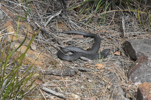 Eastern Tiger Snake sighting