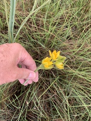 Hypoxis rigidula rigidula