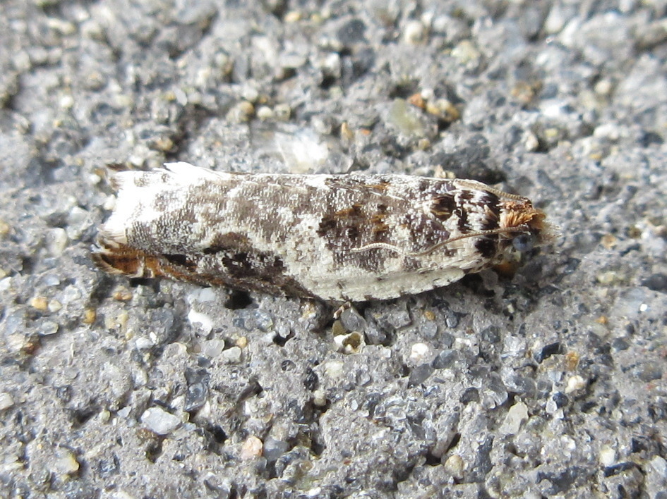 Ancylis amplimacula