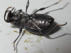 Stenophanes mesostena