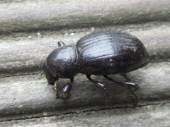 Stenophanes mesostena