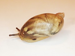 Novisuccinea ovalis