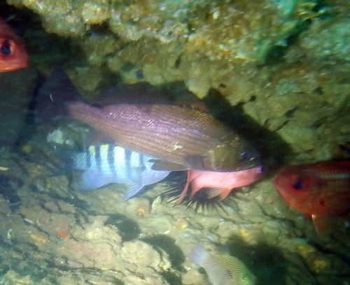Geeloog-ombervis (Odontoscion xanthops) — Sciaenidae — 4