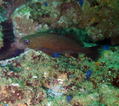 Yelloweye Croaker photo 1