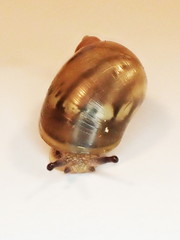 Novisuccinea ovalis