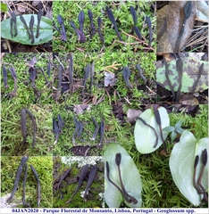 Geoglossum brunneipes