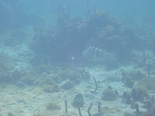 Nassau grouper