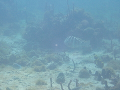 Nassau grouper