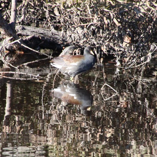 iNaturalist observation photo of Common Gallinule