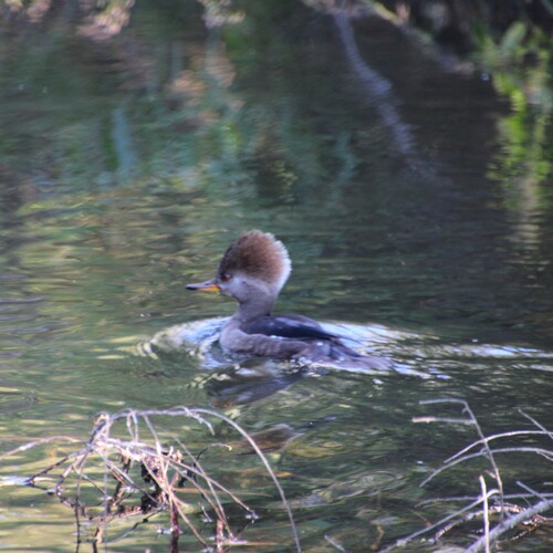 iNaturalist observation photo of Hooded Merganser