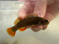 Coppercheek Darter photo 3