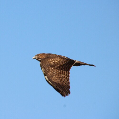iNaturalist observation photo of Red-tailed Hawk