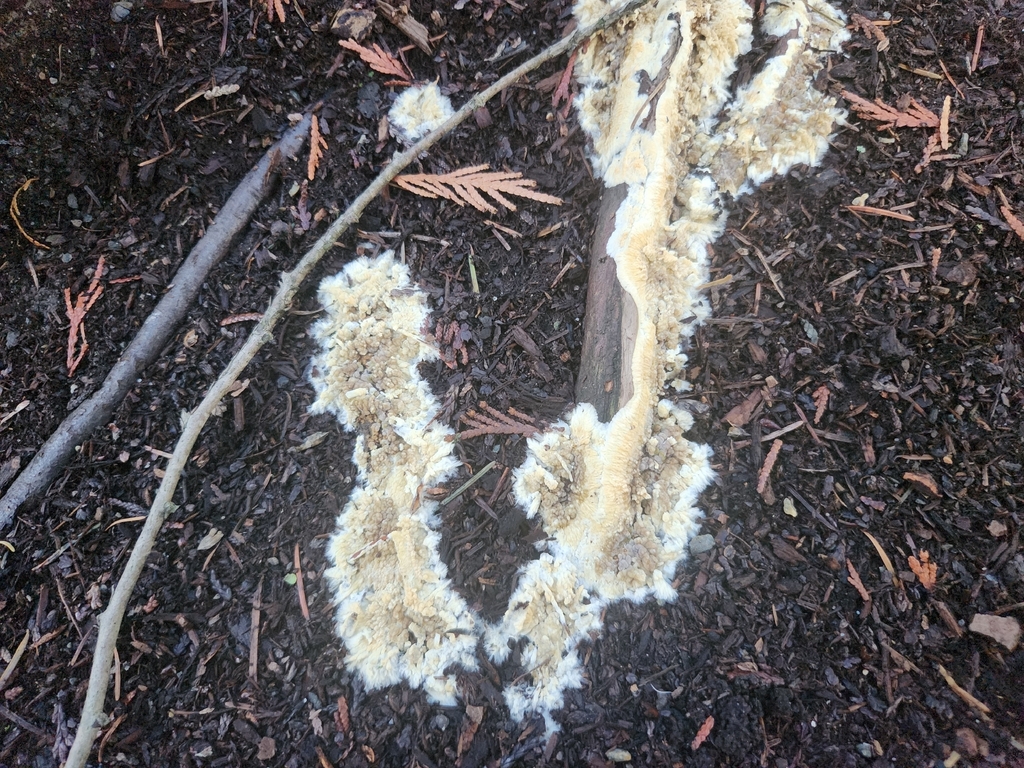 Coniophora puteana · November 2025 · photo: © lothlin (iNaturalist, cc-by)