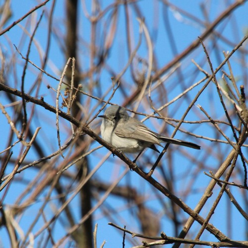 iNaturalist observation photo of Blue-gray Gnatcatcher