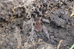 Acanthoscurria maga