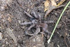 Acanthoscurria maga