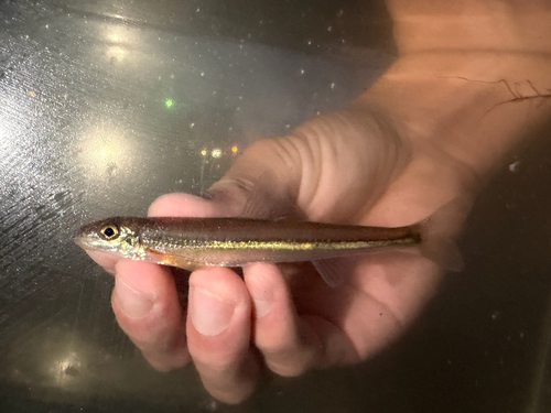 Stargazing Minnow