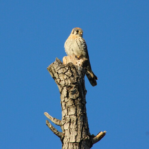 iNaturalist observation photo of American Kestrel