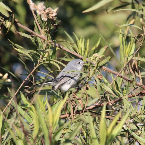 iNaturalist observation photo of Blue-gray Gnatcatcher