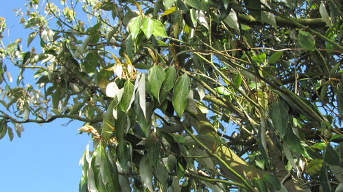 Neolitsea sericea iNat (3)