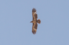 Haliaeetus leucoryphus
