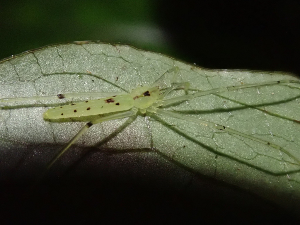 Ischalea spinipes