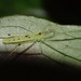 Ischalea spinipes - Photo (c) Kate Steeds, algunos derechos reservados (CC BY-NC)