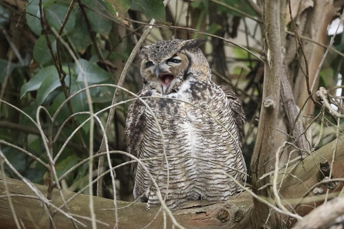 View observation of {o.common_name} on iNaturalist