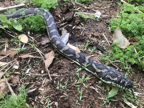 Coastal Carpet Python sighting