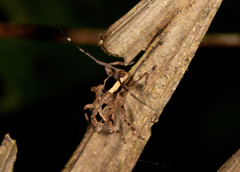 Colobothea assimilis