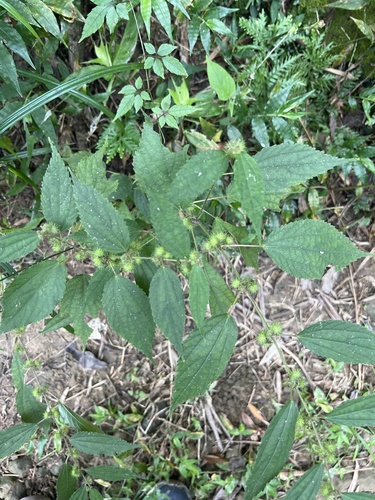 Hairy Bur (Triumfetta pilosa)