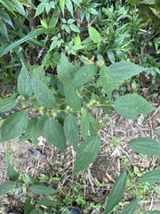 Triumfetta pilosa, photograph (c) 銀杏, some rights reserved (CC BY)