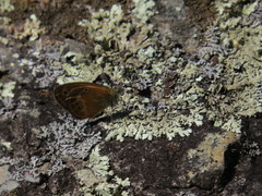 Coenonympha corinna