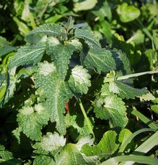 Lamium moschatum