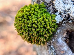 Ulota crispa