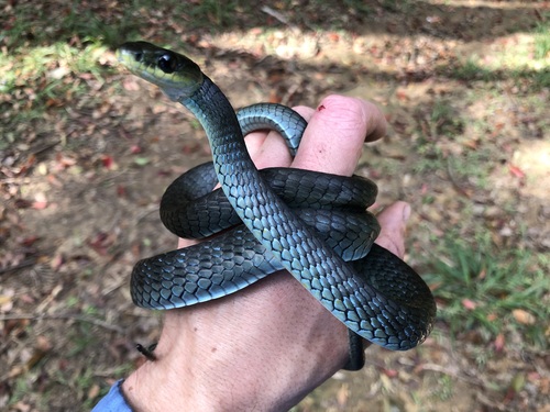 Common Tree Snake sighting