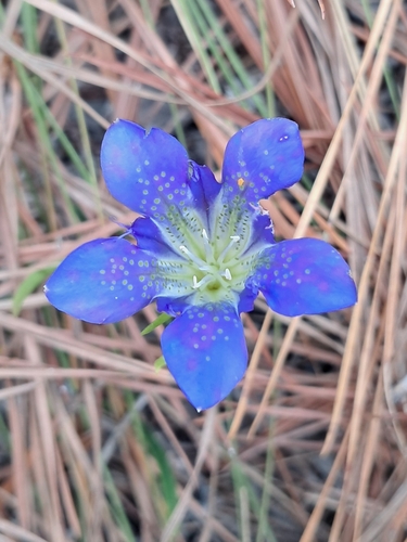 Gentiana autumnalis, photograph 6