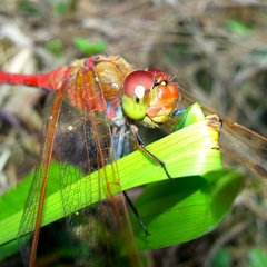 Sympetrum striolatum imitoides