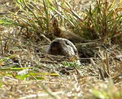 Ctenomys