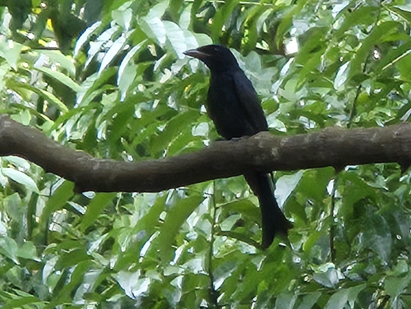 Crow-billed Drongo