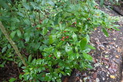 Psychotria ligustrifolia