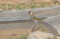 Rhynchostruthus percivali