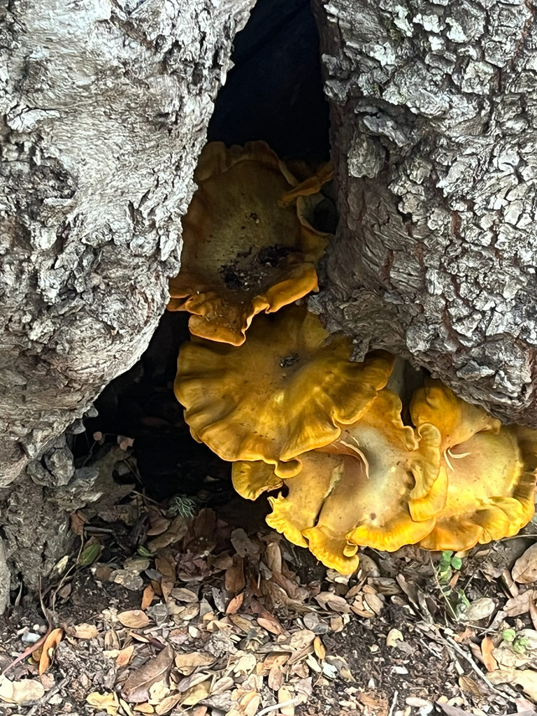 Omphalotus olivascens