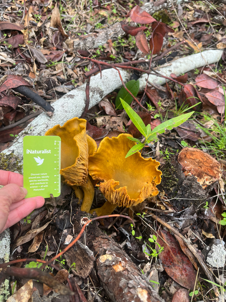 Omphalotus olivascens · November 2025 · photo: © rademacherdan (iNaturalist, cc0)