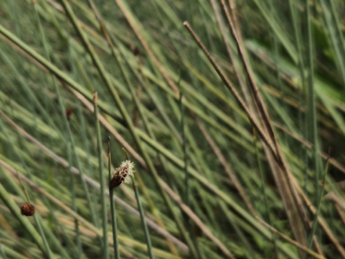 grey sedge (Lepironia articulata)
