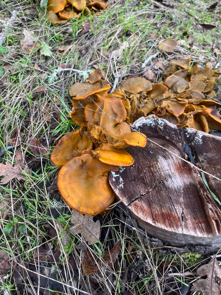Omphalotus olivascens · November 2025 · photo: © rademacherdan (iNaturalist, cc0)
