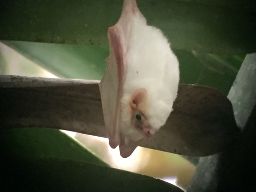 Diclidurus albus