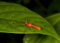 Ricolla quadrispinosa