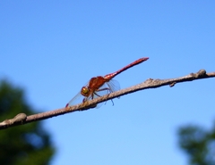 Sympetrum striolatum imitoides